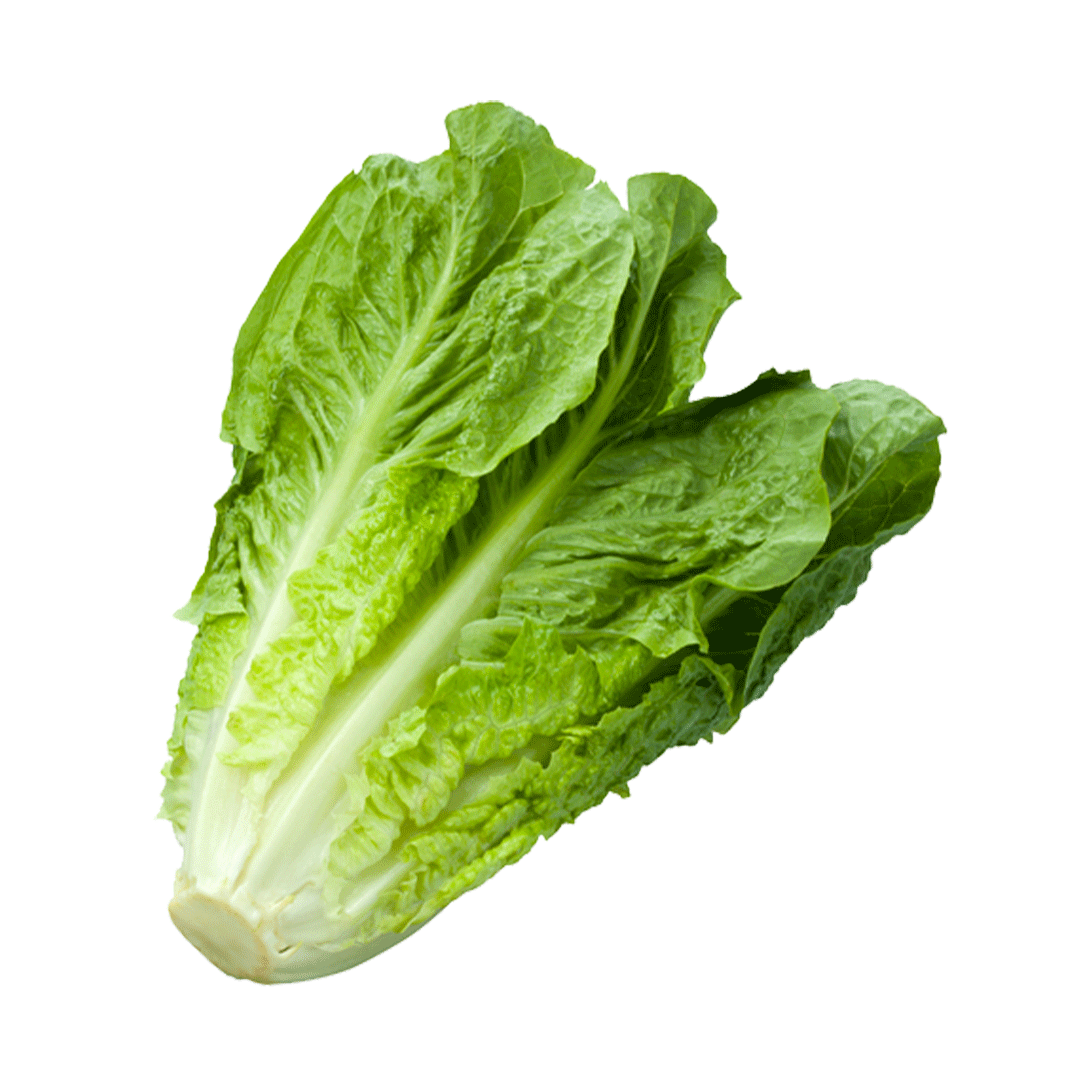 Romain-Lettuce